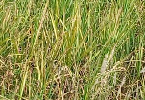 செவ்வழுகல் நோய் பாதிப்பால் கரும்பு விவசாயிகள் ﻿ கவலை: சர்க்கரை உற்பத்தி பாதிக்கும் அபாயம்