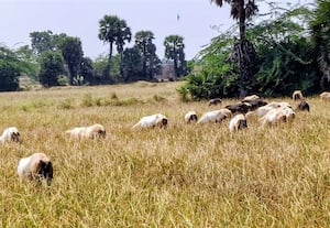  மானாமதுரையில் கருகிய நெற்பயிர்கள் கால்நடைகளுக்கு இறையாகுது