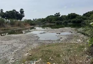   பாசன கண்மாய்களில் வீடு ,ஆலைகளின் கழிவுநீர் கலக்குது  பயிர்களுக்கு பாய்ச்சுவதால் சோடையாகும் நெற்பயிர்கள்