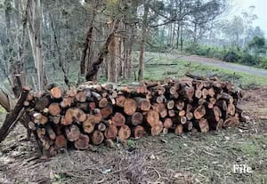  கொடைக்கானலில் 1,200 சோலை மரங்கள் வெட்டி கடத்திய வழக்கில் அதிகாரிகள் 'எஸ்கேப்'