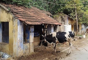  தொழுவமாக மாறியது பணியாளர் குடியிருப்பு