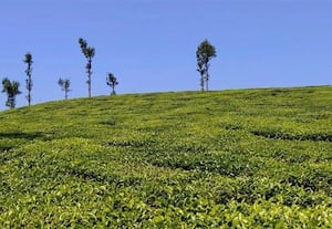  சீதோஷ்ண நிலை மாற்றத்தால் துளிர்விடும் தேயிலை செடிகள்