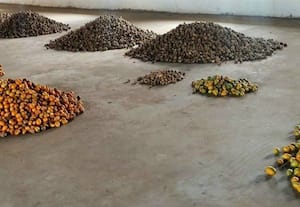 பாக்கு விலை தொடர்ந்து உயர்வு