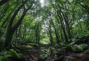  வளம் குன்றிய காடுகளை பிற துறைகளுக்கு தர தடை மத்திய அரசு உத்தரவு