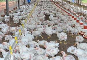 சில்லரை விலையில் கறிக்கோழி ரூ.360; அரசு தலையிடாததால் எகிறியது விலை