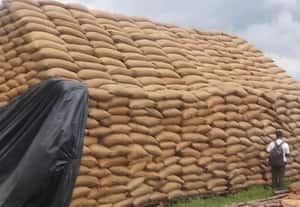 மாவட்டத்தில் 244 நேரடி கொள்முதல் நிலையங்கள்... துவக்கம்:விவசாயிகள் பயன்படுத்திக்கொள்ள வலியுறுத்தல்