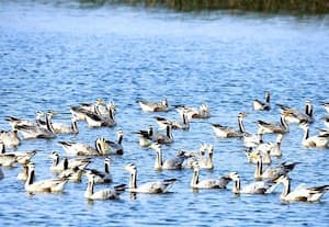  சுற்றுலா பயணியரை ஈர்க்கும் தொட்டகெரே ஏரிப்பகுதியும், 