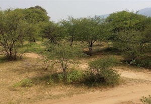  குறிஞ்சியப்பன் குளம் துார்வாராததால் நீர் தேங்காத அவலம் வரத்து வாய்க்கால் ஆக்கிரமிப்பால்  சிலமலை விவசாயிகள் பரிதவிப்பு