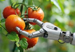 'சிந்தித்து' தக்காளி பறிக்கும் ரோபோ