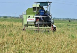  நெல் அறுவடை இயந்திரங்களின் வாடகையால் விவசாயிகள் வேதனை