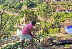  வனத்துறை அறிவுரை; வாழை மரங்கள் அகற்றம்