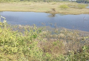 பாசனத்திற்கு குறையும் தண்ணீர் பூதமங்கலம் விவசாயிகள் கண்ணீர்