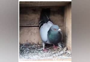  சபரிமலை - சித்ரதுர்கா 900 கி.மீ., பறந்த புறா