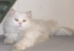  மைசூரில் நாட்டின் முதல் பூனை அருங்காட்சியகம்!