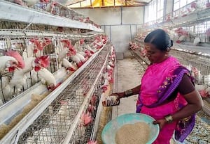  கோழிப்பண்ணையில் மாதம் ரூ. 25,000 சம்பாதிக்கும் பெண்