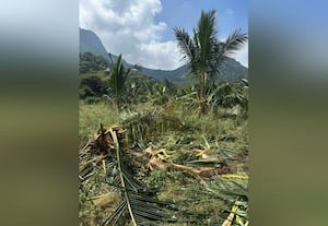  தென்னையை சேதப்படுத்திய யானைகள் விவசாயிகள் அச்சம்