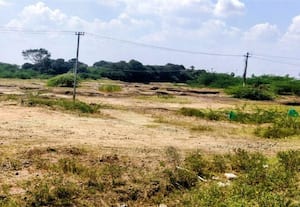  இளையான்குடியில் வறண்ட நீர் நிலைகள் தண்ணீர் கிடைக்காமல் வாடும் கால்நடைகள்