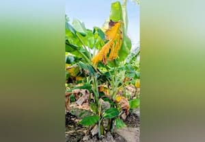  வாழையில் மஞ்சள் தண்டு வெடிப்பு நோய் விவசாயிகள் கவலை