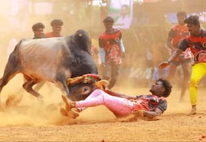  வடமஞ்சுவிரட்டு 14 பேர் காயம்