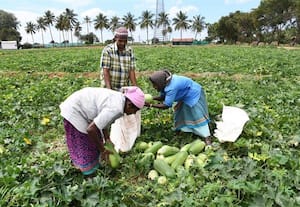 சாம்பல் பூசணி விலை உயர்வு  கேரளாவுக்கு செல்வதால்  மாற்றம்