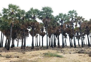 பனை மரங்கள் அழிக்கப்படுவதை மாவட்ட நிர்வாகம்  தடுக்குமா    l மன்னார் வளைகுடாவில் கடல் அரிப்பை தடுக்கிறது