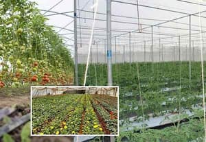 மதுரையில் 1200 எக்டேர் பரப்பளவில் சாகுபடி  ﻿ 'ஆர்கானிக்' மயம்  நஞ்சில்லா வேளாண், தோட்டக்கலை பயிர்கள்