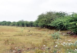 நீர் நிலைகளில் வளர்ந்துள்ள சீமை கருவேல மரங்கள்... அகற்றப்படுமா:நிலத்தடி நீர் பாதிப்பை தடுக்க நடவடிக்கை தேவை