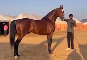  குதிரை வளர்ப்போருக்கு கட்டுப்பாடு விதிப்பு