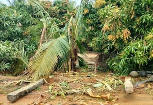  தென்னையை சேதப்படுத்திய யானைகள் கூட்டம்