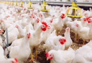  'கறிக்கோழி வளர்ப்புக்கு ரூ.20 வழங்க வாய்ப்பில்லை'