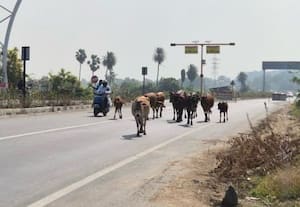 காஞ்சிபுரம்: புகார் பெட்டி: சாலையில் திரியும் மாடுகள் போக்குவரத்திற்கு இடையூறு