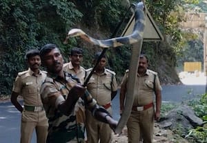  குடியிருப்பு பகுதியில் ராஜநாகம் -மீட்டு விடுவித்த வனத்துறையினர்