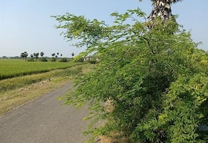  இருதயபுரம் ரோட்டில் சீமைக்கருவேலம் அகற்றம் இருதயபுரம் ரோட்டில் சீமைக்கருவேலம் அகற்றம் சீமைக்கருவேலம் அகற்ற கோரிக்கை