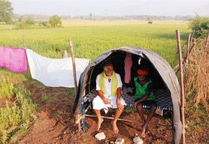  அறுவடை நேரத்தில் அச்சுறுத்தும் மாடுகள் இரவு பகலாக காவல் காக்கும் விவசாயிகள்