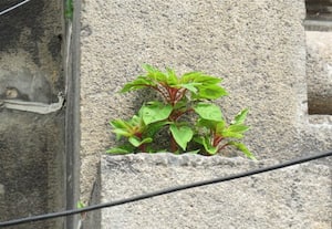  கோபுரத்தில் வளர்ந்துள்ள செடிகளை அகற்ற பக்தர்கள் கோரிக்கை