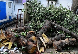 ஒரு தளம் கொண்ட கட்டடத்திற்கு 'லிப்ட்' அமைக்க 75 ஆண்டு மரம் வெட்டி சாய்ப்பு