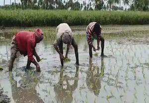 வேலைக்கு ஆட்கள் பற்றாக்குறையால் விவசாயத்தில்  ﻿ ஆர்வம் குறைகிறது விளை பொருட்களுக்கு உரிய விலை இன்றி விரக்தி