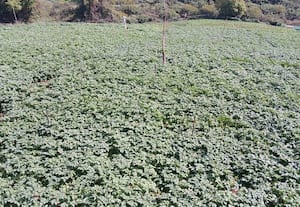  உருளைக்கிழங்கு சாகுபடியில் விவசாயிகள் தீவிரம்