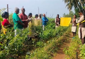  தக்காளியில் நோய் மேலாண்மை: வேளாண் மாணவர்கள் விளக்கம்