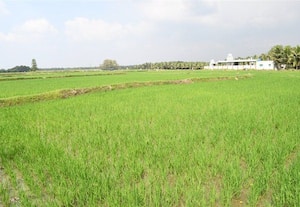 அமராவதி அணை பாசன காலத்தை நீடித்து...﻿ பயிர்களை காப்பாற்றுங்க! இரு மாவட்ட விவசாயிகள் வலியுறுத்தல்