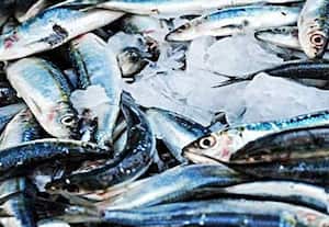  6 கடல் வள மருந்துகள் விரைவில் விற்பனை மீன்வள ஆராய்ச்சி நிறுவனம் தகவல்