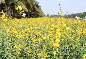  மண் வளம் பெருக்கும் பசுந்தாள் உரம் விவசாயிகளுக்கு வேளாண் துறை அறிவுரை