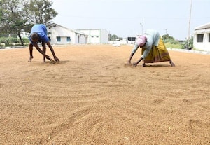  கொத்தமல்லி அறுவடை துவக்கம் உலர்களங்களுக்கு வரத்து