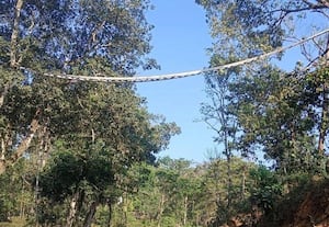  சிங்கவால் குரங்குகளுக்காக 10 இடங்களில் துாரிப்பாலம்