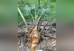  கண்டுகொள்ளாத வனத்துறை!:  காட்டுப்பன்றி, முள்ளம்பன்றிகள் தாக்குதல:  தென்னங்கன்று, ஜாதிக்காய் பயிர்கள் சேதம்