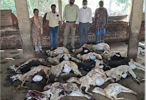  தெருநாய்கள் கடித்து 35 ஆடுகள் பலி