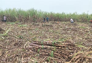  கரும்பு அறுவடை மீண்டும் துவக்கம்