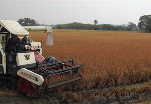 எதிர்பார்த்த மகசூல் இல்லாததால் விவசாயிகள்... விரக்தி:வருவாய் இழப்பால் வாழ்வாதாரம் கேள்விக்குறி