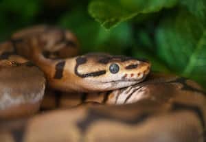  தொழில்நுட்ப ஊழியர் துவக்கிய 'தொழுவம்'