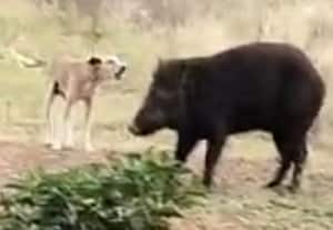  காட்டுப்பன்றியை துரத்திய நாய்கள்